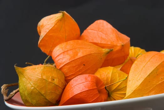 Harbinger of Autumn-Dry Physalis