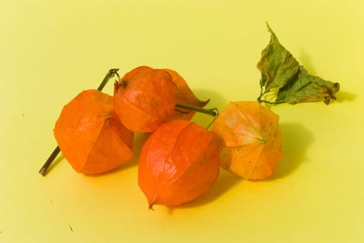 Harbinger of Autumn-Dry Physalis