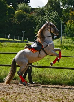 Andalusian stallion