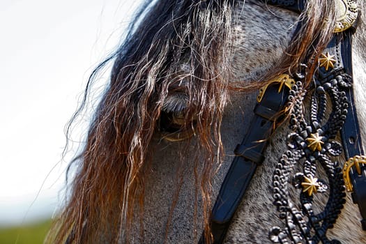 Andalusian Stallion 1
