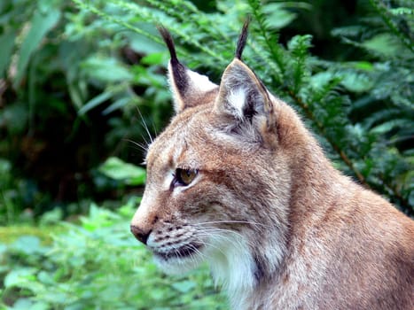 Lynx