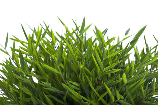 Bamboo leaves