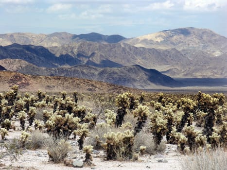 Cactus Desert Joshua Tree National Park