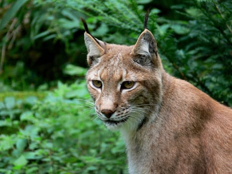 Lynx