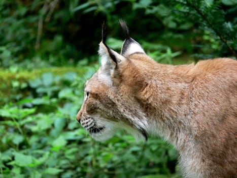 Lynx