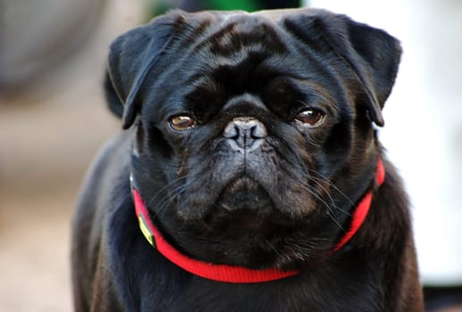 Pug