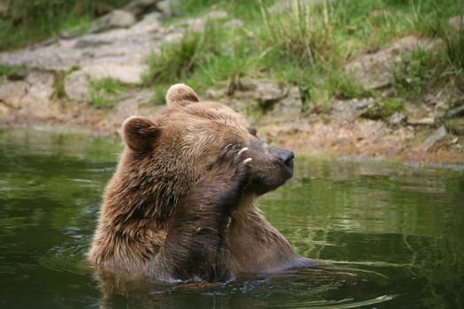 Brown bear