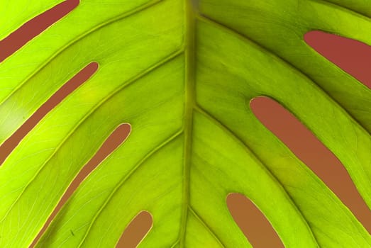 Philodendron Leaf Structures