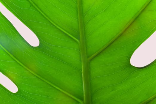 Philodendron Leaf Structures