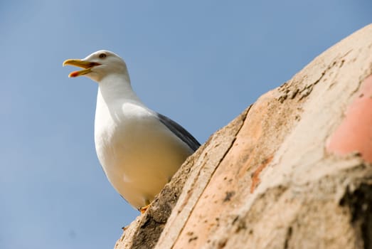 Seagull on the roof - singing
