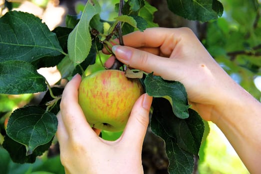 Apple 02