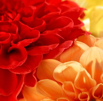 Dahlias
