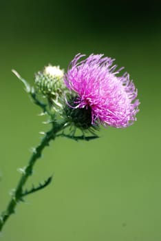 Thistle Blossom