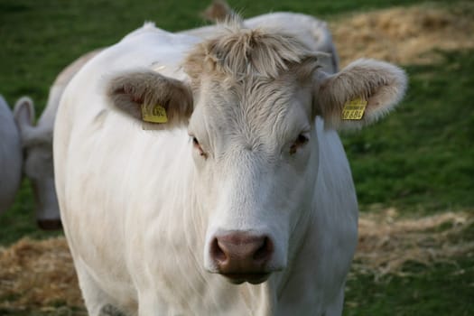 Livestock