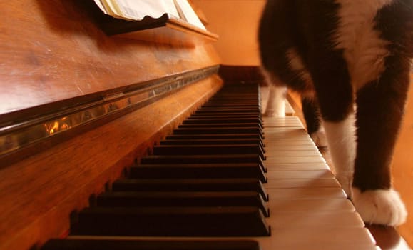 Cat Music