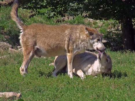 Wolf Love