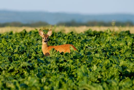 Young roe deer