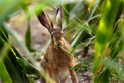 In the Rabbit's Lair
