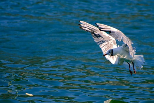 I know the picture should be a bit sharper. But anyone who has ever tried to catch these fast birds fishing knows how hard it is to get the moment really crisp and sharp!