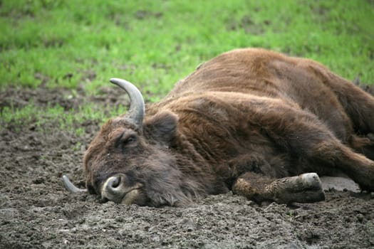 Wisent