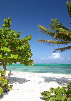 beach palms