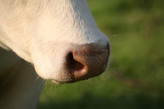 Cow nostrils