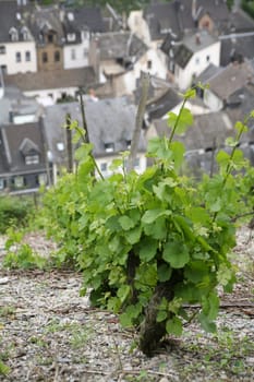 Vineyards