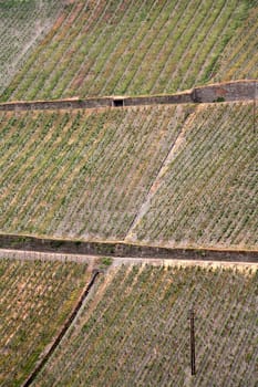 Vineyards