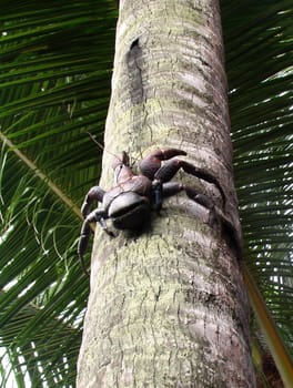The rare palm thief climbed on " his "" palm tree in Sulawesi."