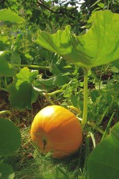 Pumpkin 01