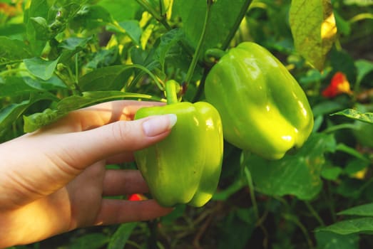 Bell Pepper 03