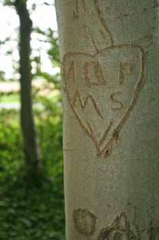 Love tree