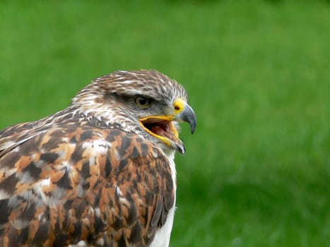King Rough-legged Buzzard
