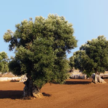 Olive tree