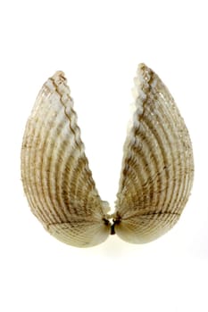 Herzmuschel