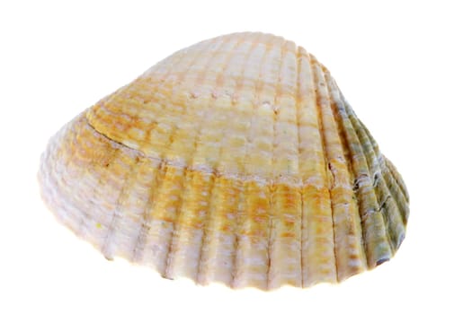 Herzmuschel