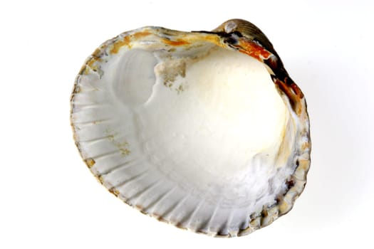Herzmuschel