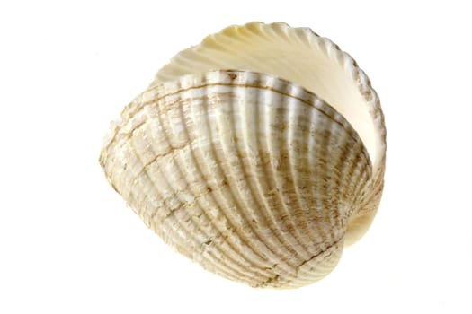 Herzmuschel