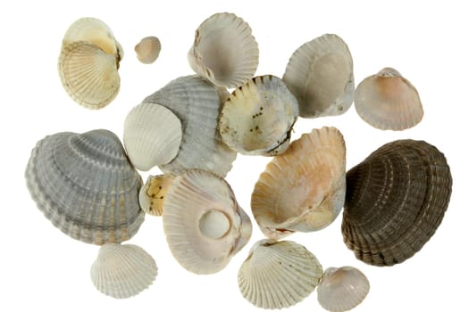 Herzmuscheln