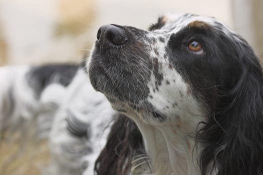 Cocker Spaniel looking up