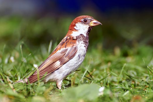 Sparrow