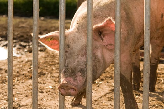 Organic pig