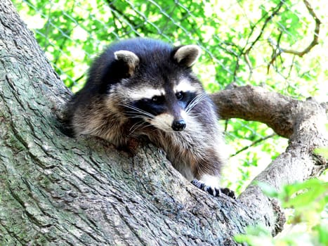 Raccoon