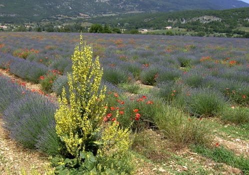 Lavender 26