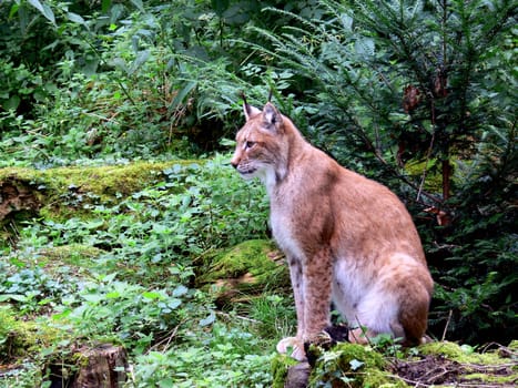 Lynx
