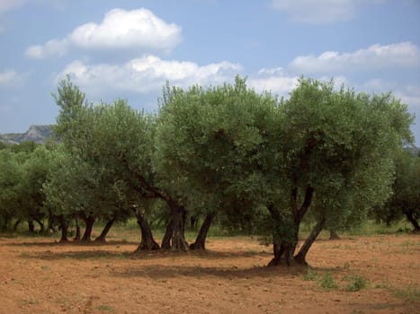 Olive Tree 09