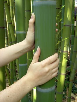 Bamboo 04