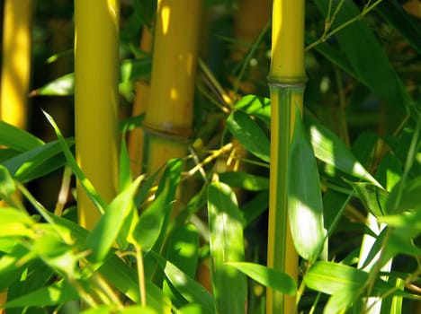 Bamboo 01