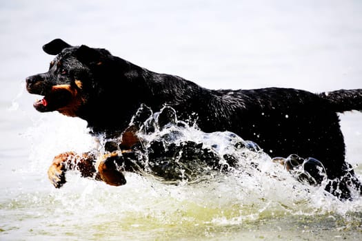 Dog vs Water