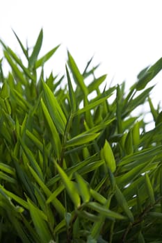 Dwarf bamboo